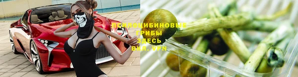 прущие грибы Беломорск